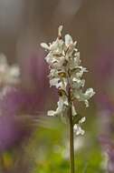 Слика од Corydalis