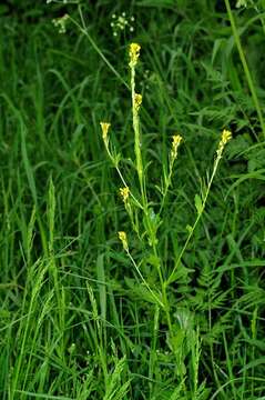 Image of Winter Cress