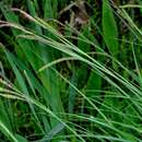 Image of tufted sedge