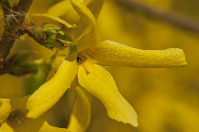 Image of forsythia