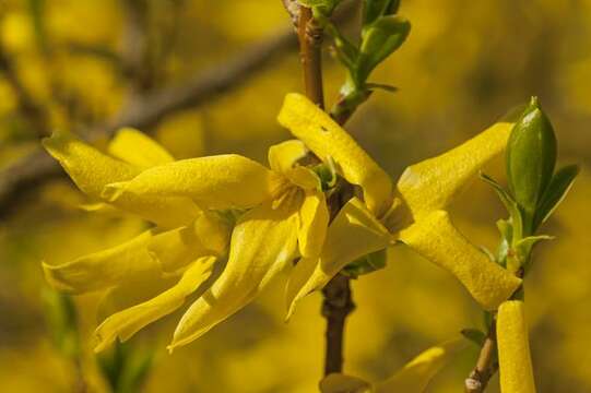 Image de Forsythia