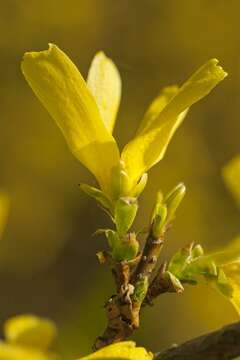 Image de Forsythia