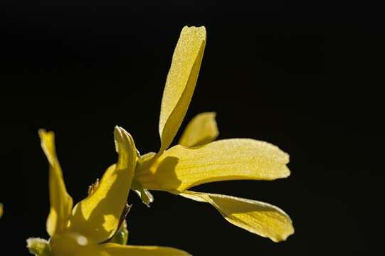 Image de Forsythia