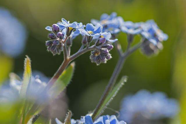 Image of forget-me-not