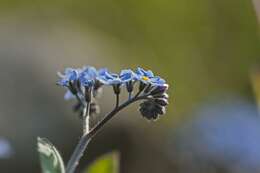 Image of forget-me-not