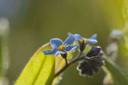 Image of forget-me-not