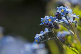 Image of forget-me-not