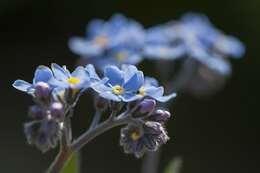 Image of forget-me-not