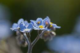 Image of forget-me-not