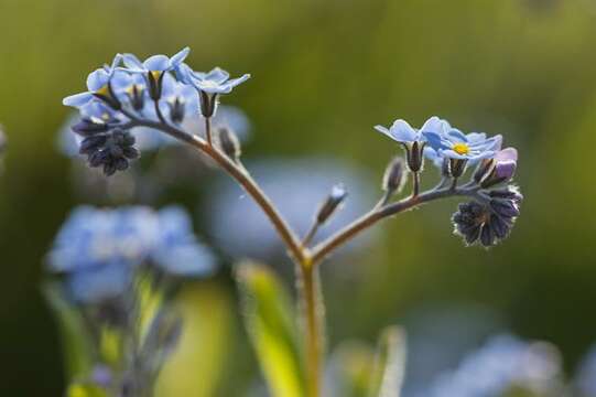 Image of forget-me-not