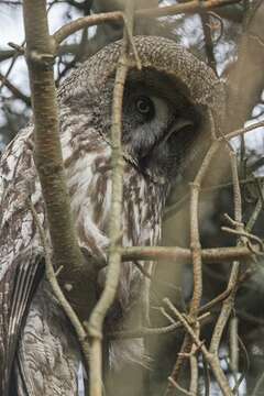 Image of Strix Linnaeus 1758