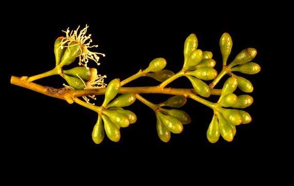 Image of Eucalyptus oraria L. A. S. Johnson