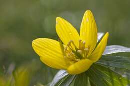 Image of eranthis