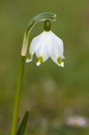 Image of Snowflake plants