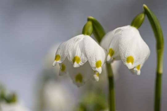 Image of Snowflake plants