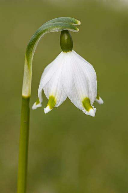 Image of Snowflake plants