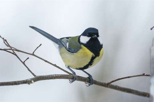 Image of Parus Linnaeus 1758