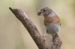 Image of Fringilla Linnaeus 1758