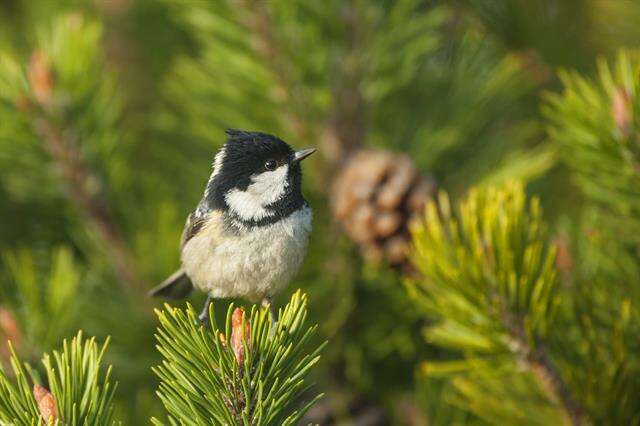 Слика од <i>Parus ater</i>