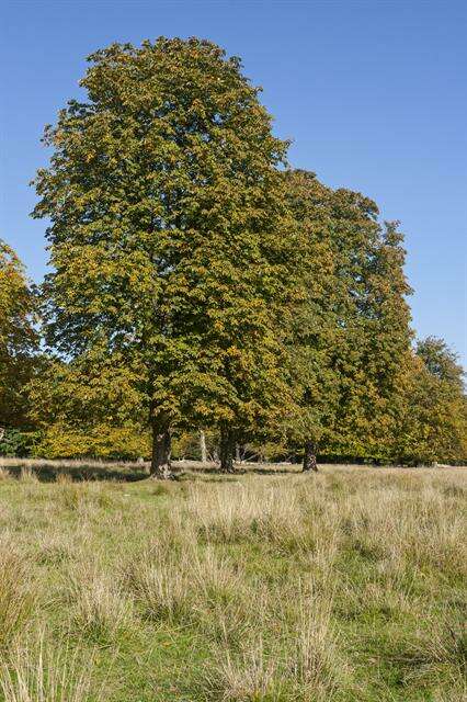 Image of Buckeyes & Horse-chestnuts