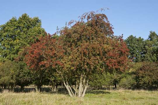 Imagem de Crataegus