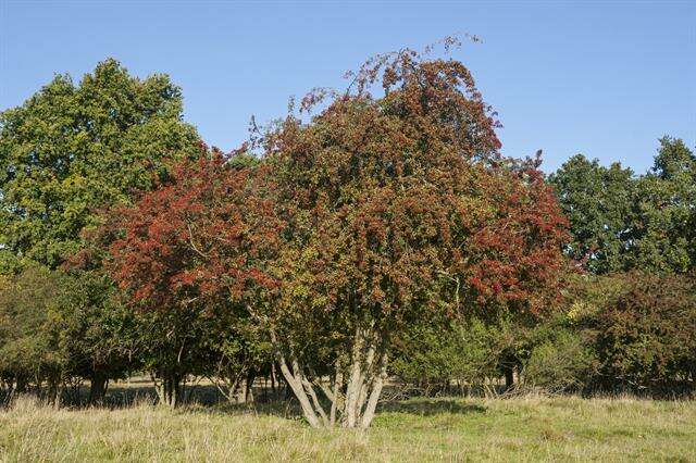 Image of Hawthorn