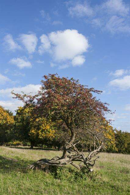 Image of Hawthorn