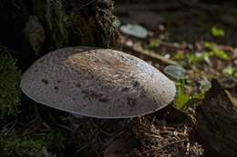 Imagem de Agaricus impudicus (Rea) Pilát 1951