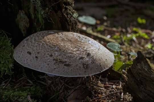 Слика од Agaricus impudicus (Rea) Pilát 1951