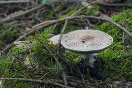 Imagem de Agaricus impudicus (Rea) Pilát 1951