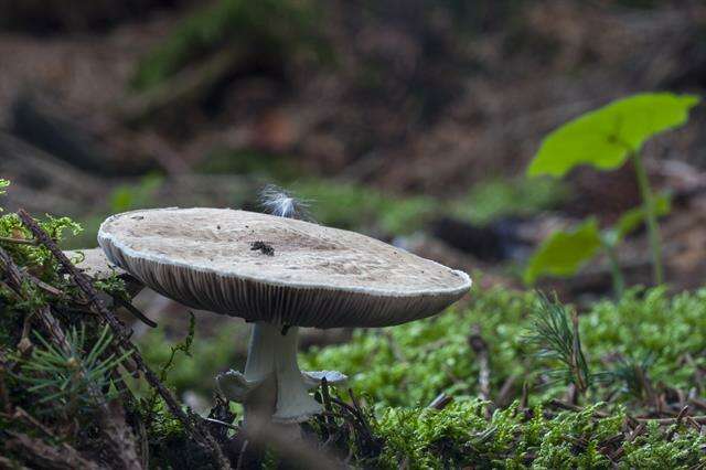 Imagem de Agaricus impudicus (Rea) Pilát 1951