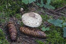 Imagem de Agaricus impudicus (Rea) Pilát 1951