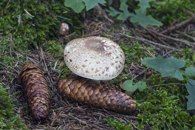 Imagem de Agaricus impudicus (Rea) Pilát 1951