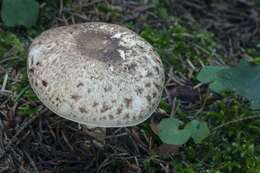 Imagem de Agaricus impudicus (Rea) Pilát 1951