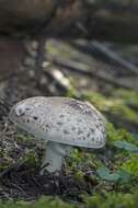 Imagem de Agaricus impudicus (Rea) Pilát 1951