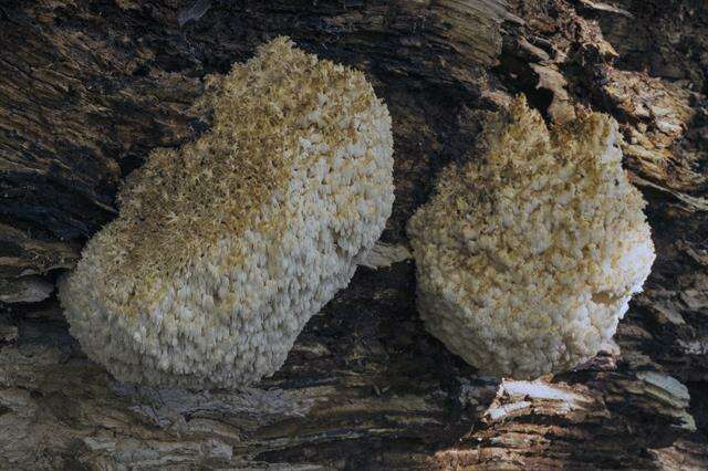 Image of tooth fungi