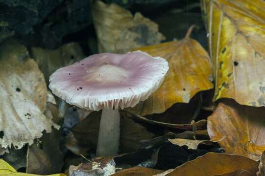 Image of Mycena rosea Gramberg 1912