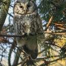 Image of Boreal owl