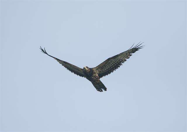 Image of Barred honey buzzard