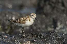 Image of Calidris Merrem 1804