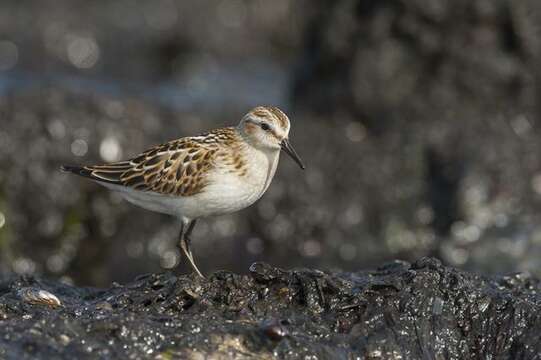 Imagem de Calidris Merrem 1804