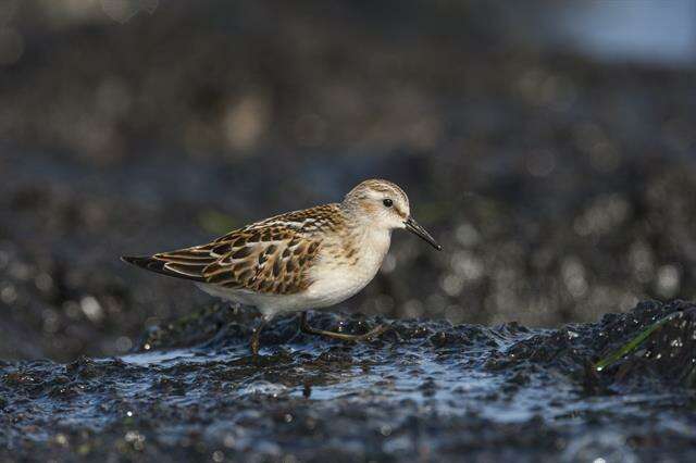 Imagem de Calidris Merrem 1804