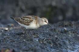 Imagem de Calidris Merrem 1804