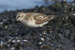 Image of Calidris Merrem 1804