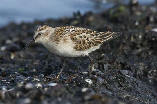 Plancia ëd Calidris Merrem 1804