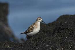 Imagem de Calidris Merrem 1804