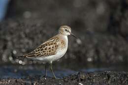 Image of Calidris Merrem 1804