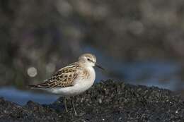 Image of Calidris Merrem 1804