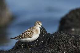 Image of Calidris Merrem 1804