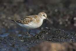 Imagem de Calidris Merrem 1804